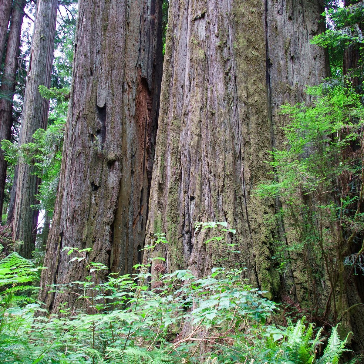 redwood-forest